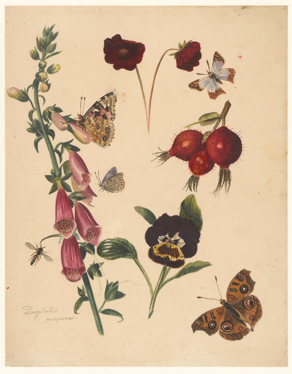 Studieark med blomster og sommerfugler av Albertus Steenbergen