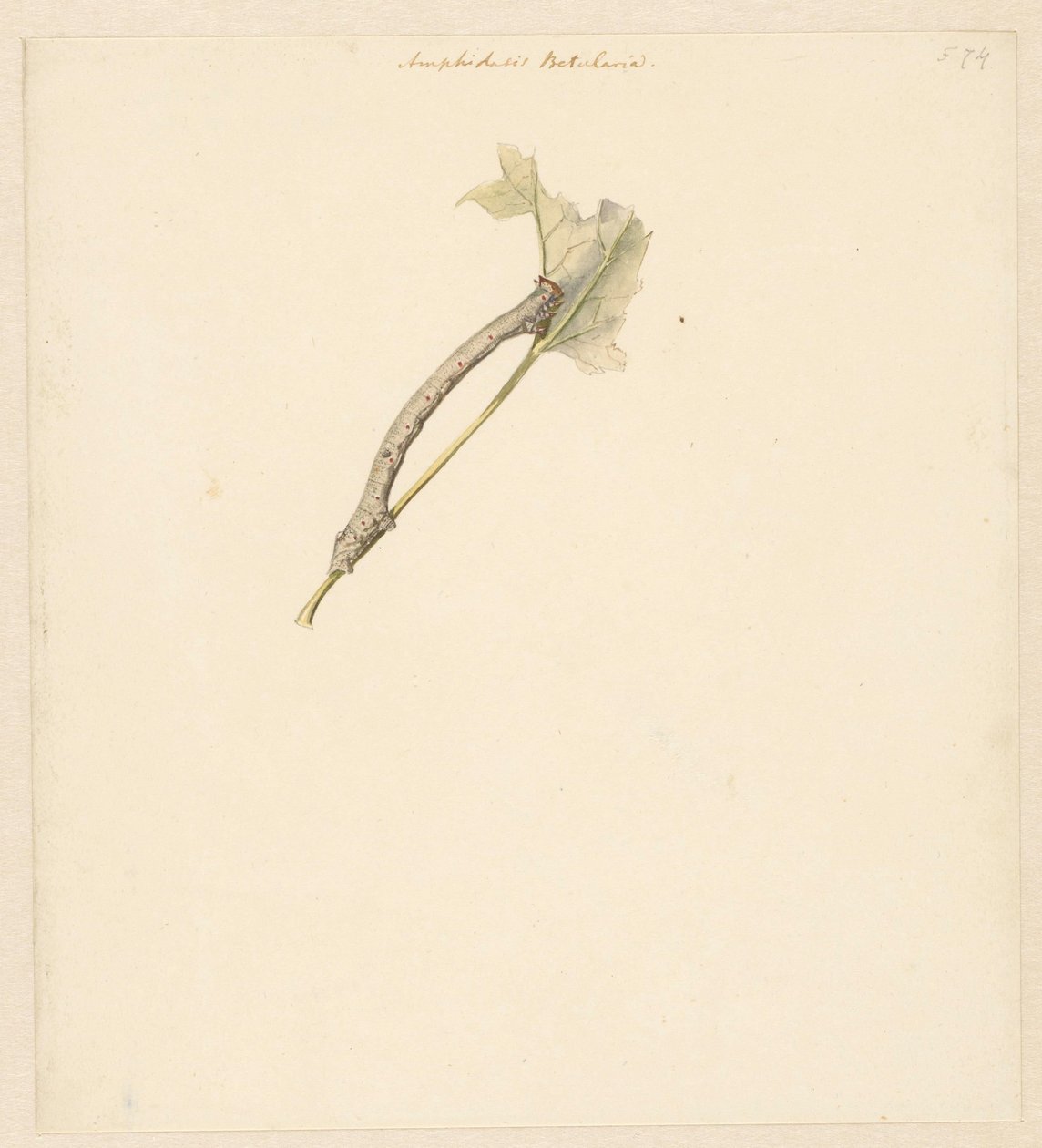 Studieblad met rups, Amphidiasis Betularia av Albertus Steenbergen