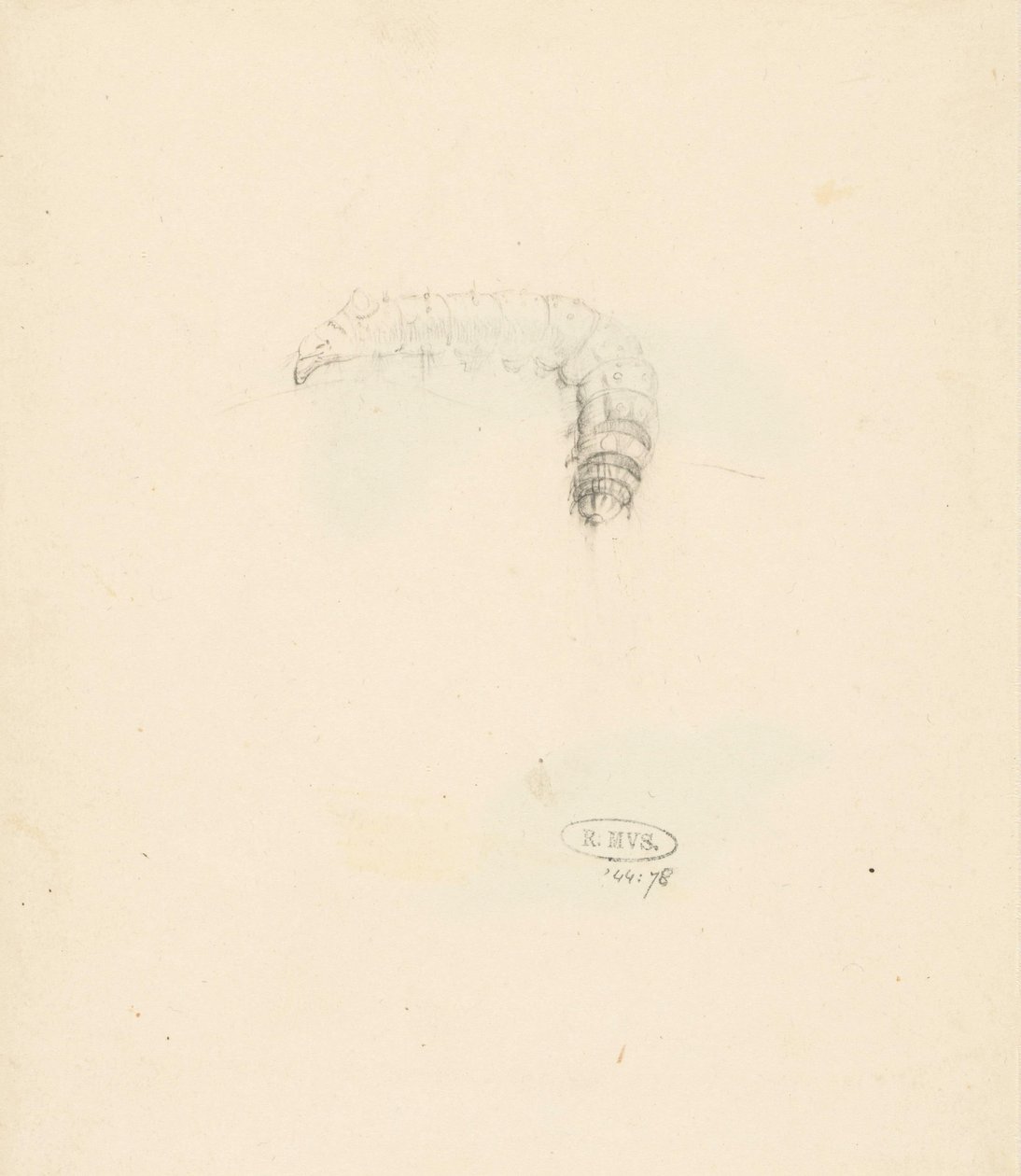Studieblad met rups, Lasiocampa Quireifolia av Albertus Steenbergen