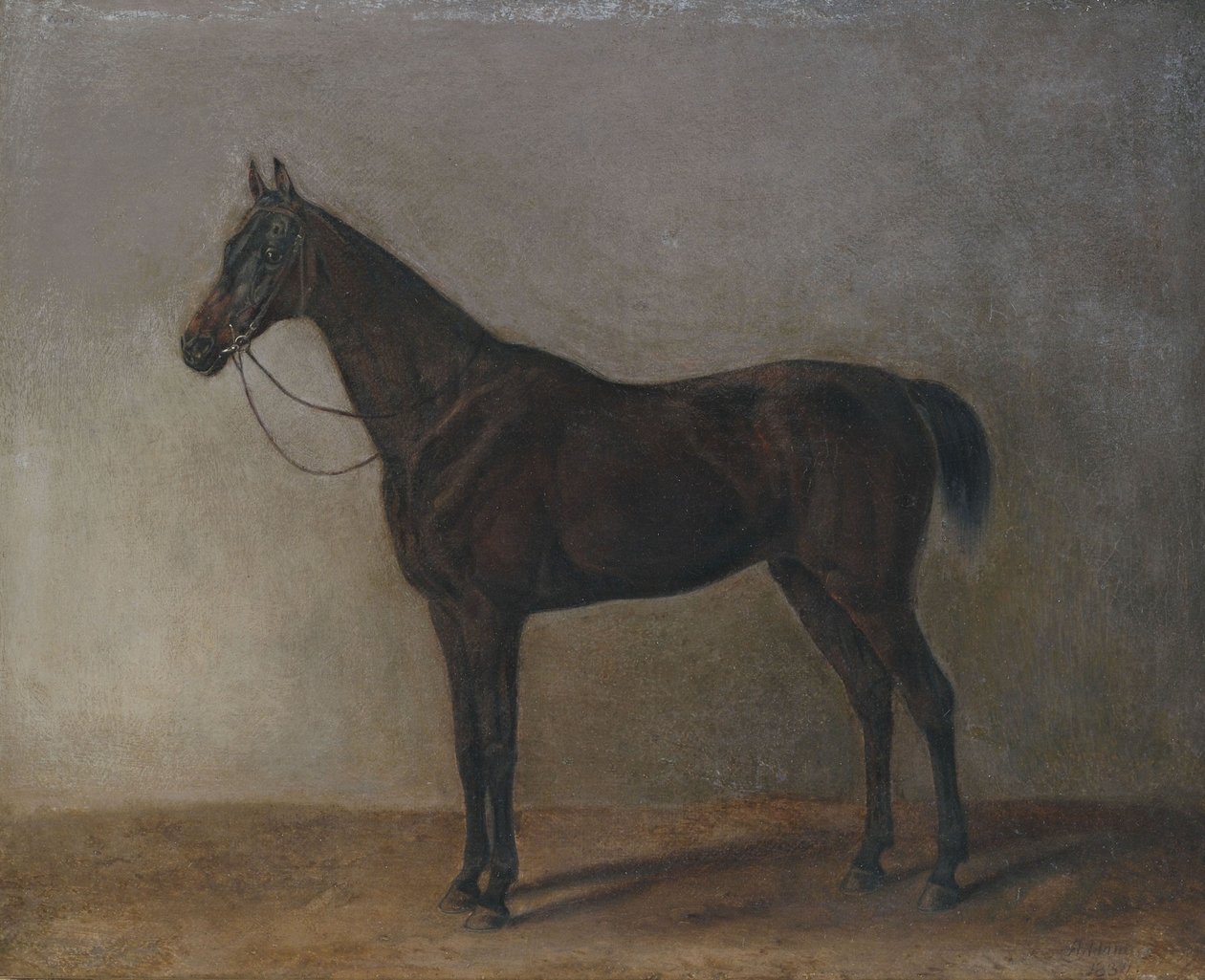 Brun vallak av Albrecht Adam