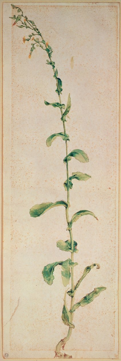 En tobakksplante av Albrecht Dürer