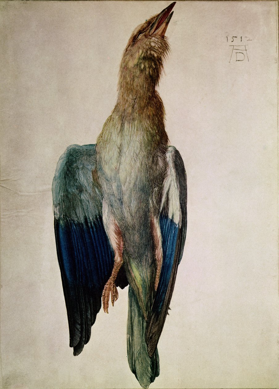 Blue Crow, 1512 (toalett og gouache på vellum) av Albrecht Dürer