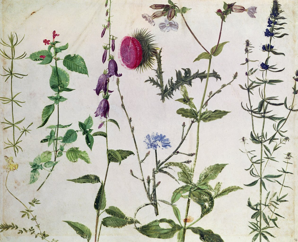 Åtte studier av ville blomster av Albrecht Dürer