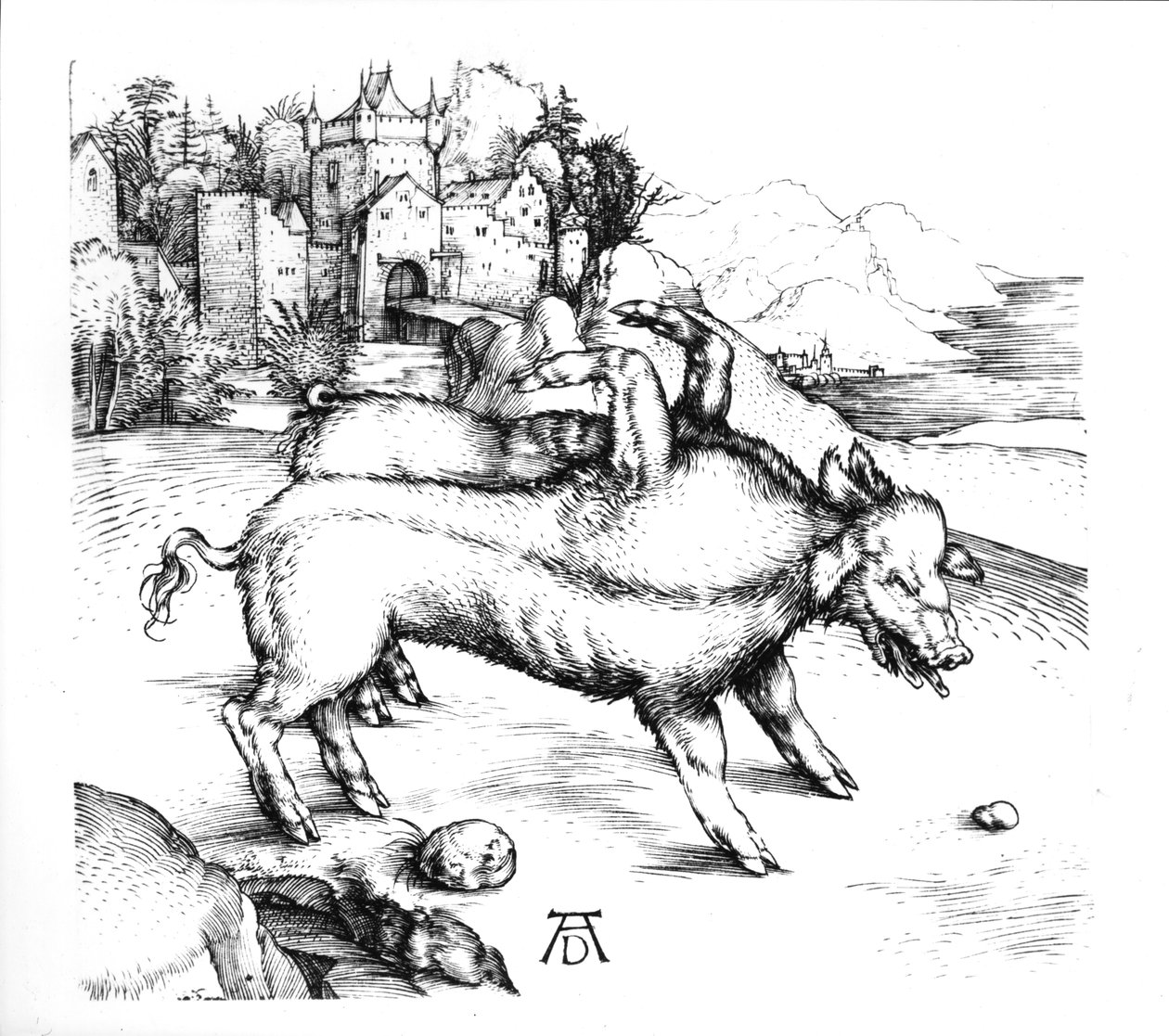 Uhyrlig gris av Albrecht Dürer