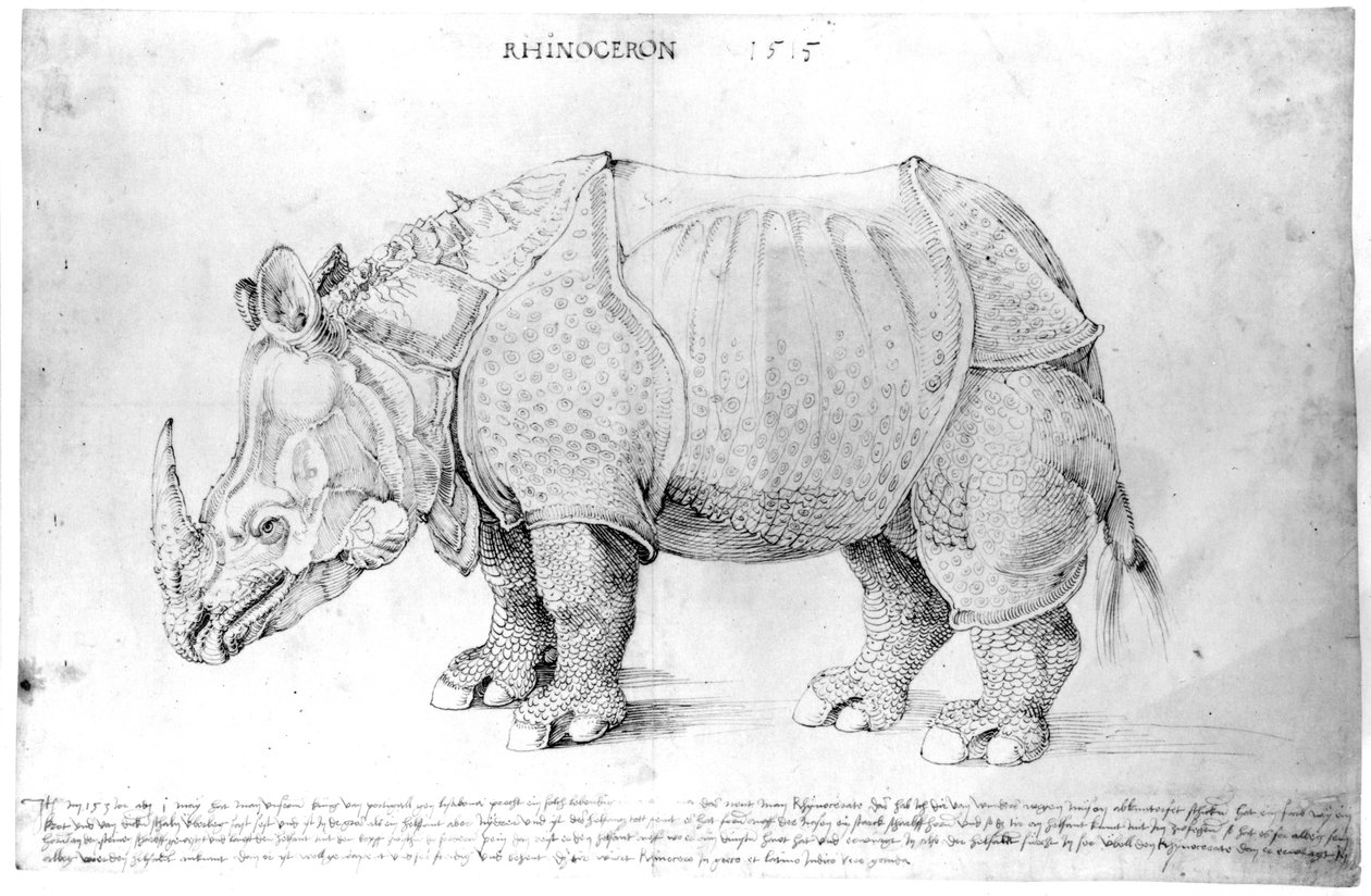 Neshorn, 1515 av Albrecht Dürer