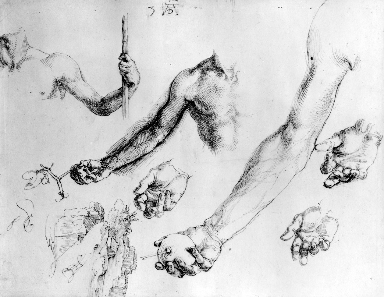 Studier for Adams arm, 1504 av Albrecht Dürer
