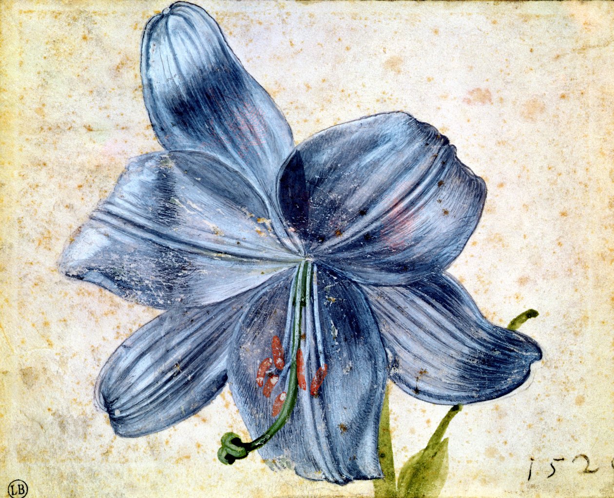 Studie av en lilje, 1526 (wc på papir) av Albrecht Dürer