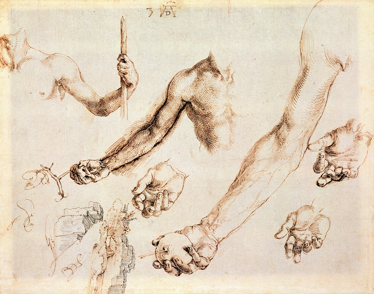 Studie av mannlige hender og armer (penn) av Albrecht Dürer