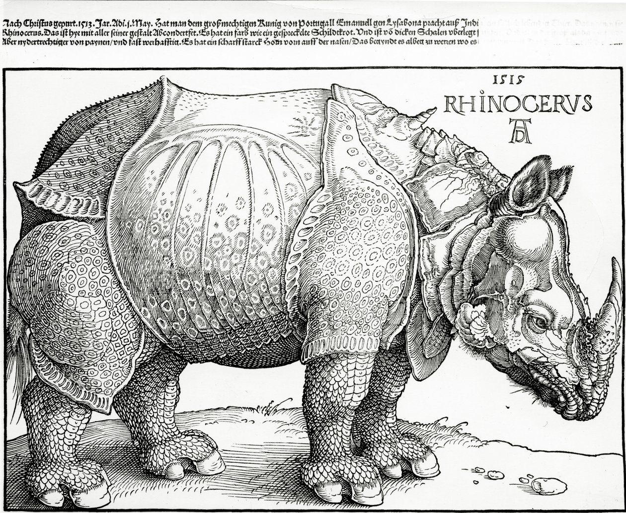 Neshornet, 1515 av Albrecht Dürer