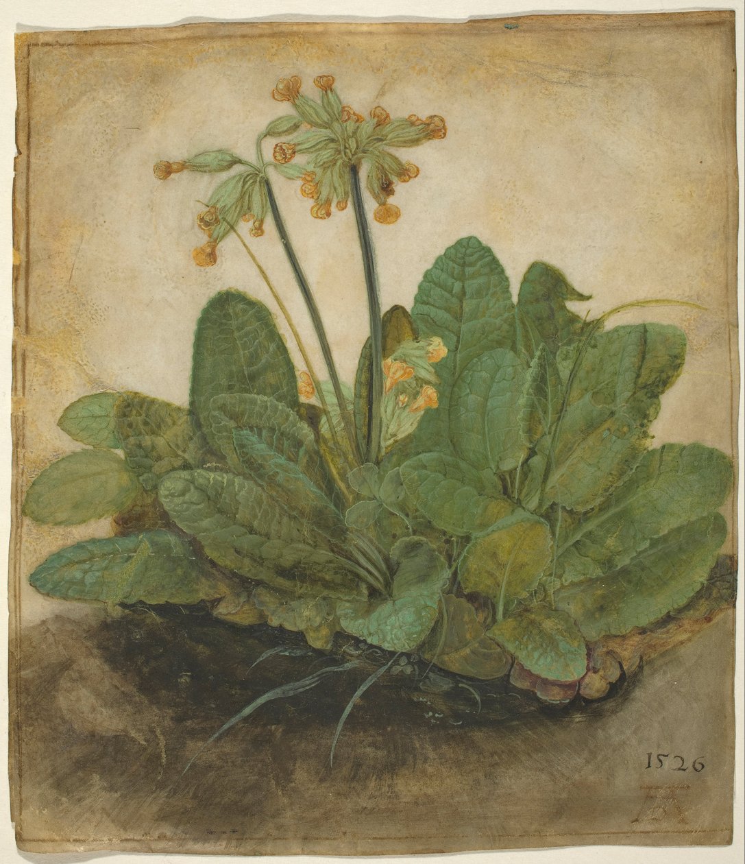 Tuft av kueflyer av Albrecht Dürer