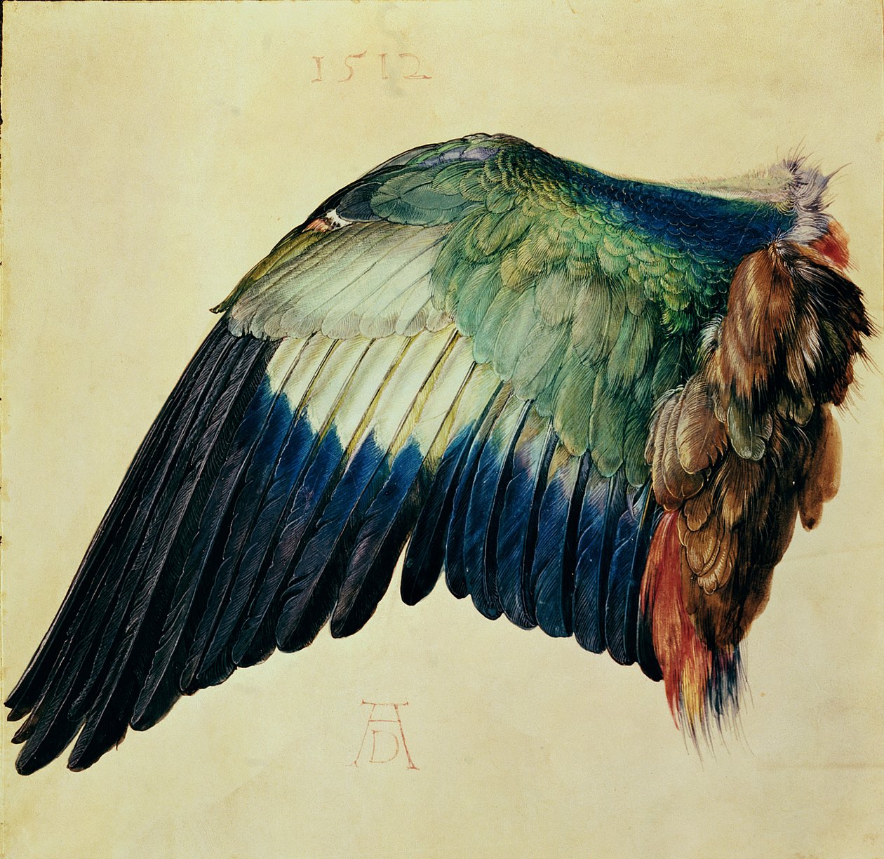 Wing of a Blue Roller, 1512 (wc på vellum med gull) av Albrecht Dürer