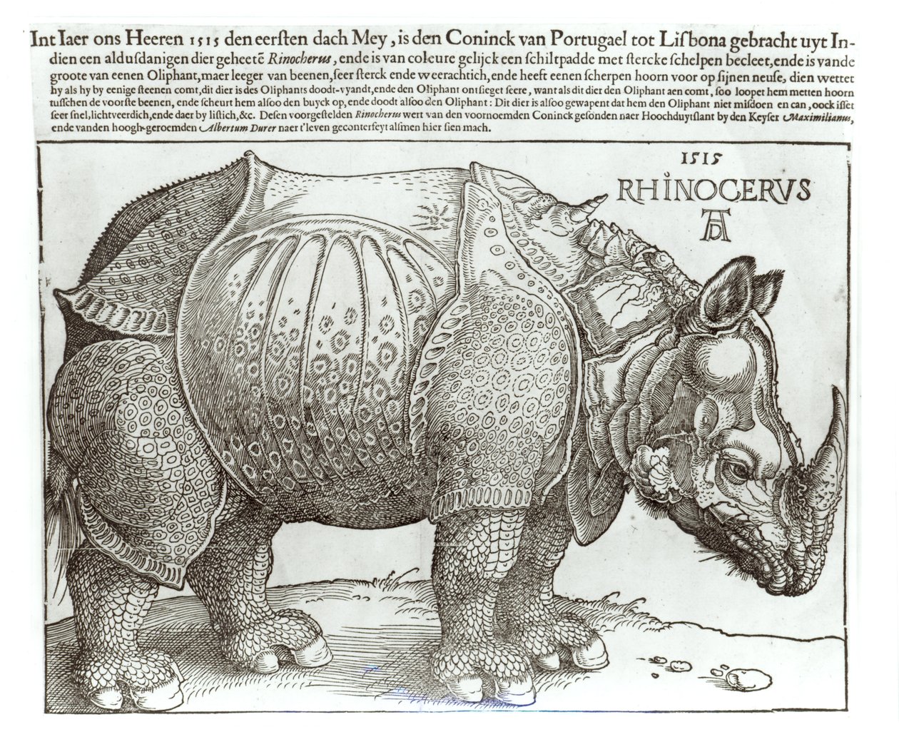 Rhinoceros, trykk gitt til Maximilian I (1459-1519) av kongen av Lisboa (1495-1521), 1515 av Albrecht Dürer