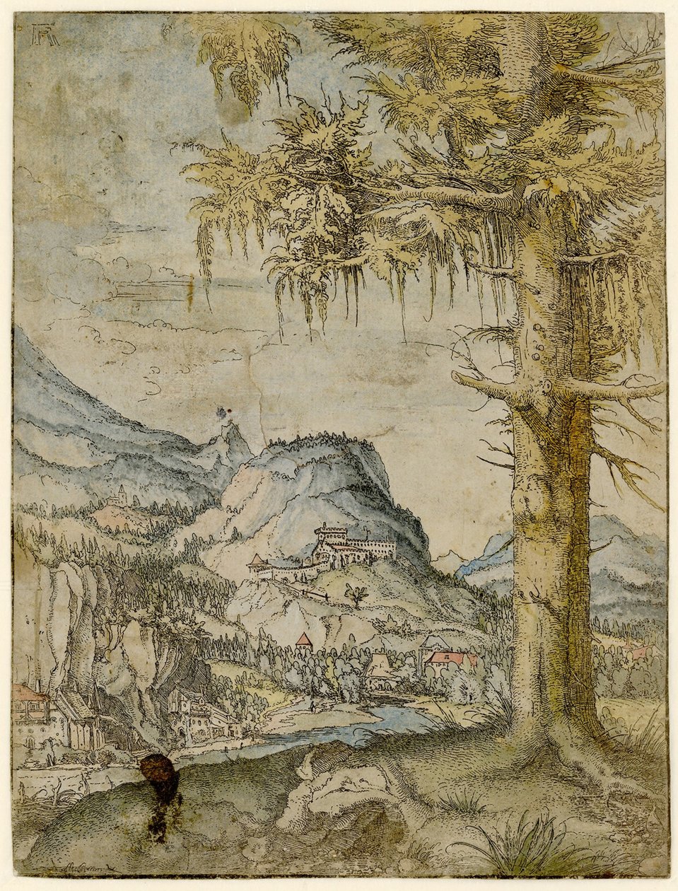Stor gran, ca 1517-1520. av Albrecht Altdorfer