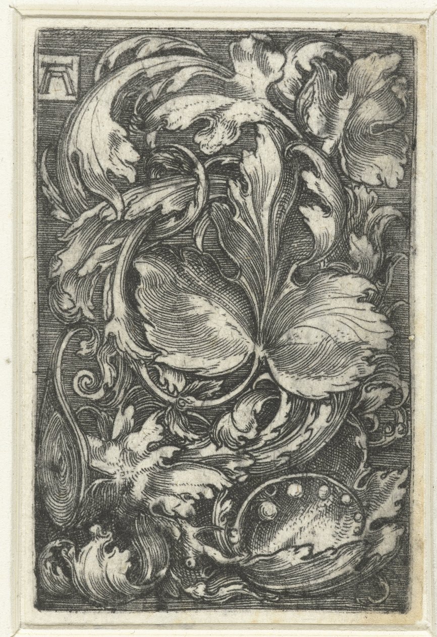 Ornament met bladranken av Albrecht Altdorfer