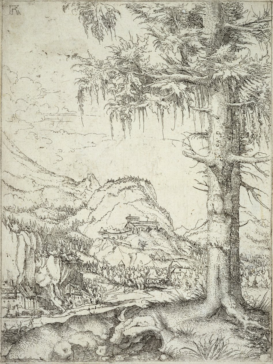 Den store gran, ca.1520 av Albrecht Altdorfer