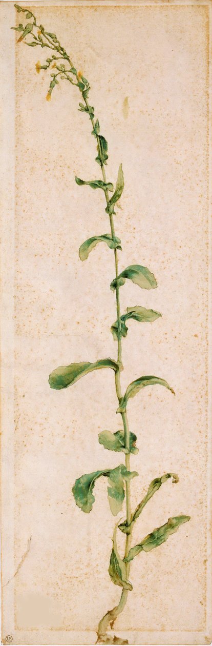 En tobakksplante, første kvartal av 1500-tallet.. av Albrecht Dürer