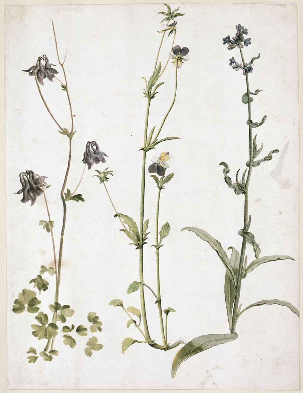 Akeleie, stemorsblomst og oksetunge av Albrecht Dürer