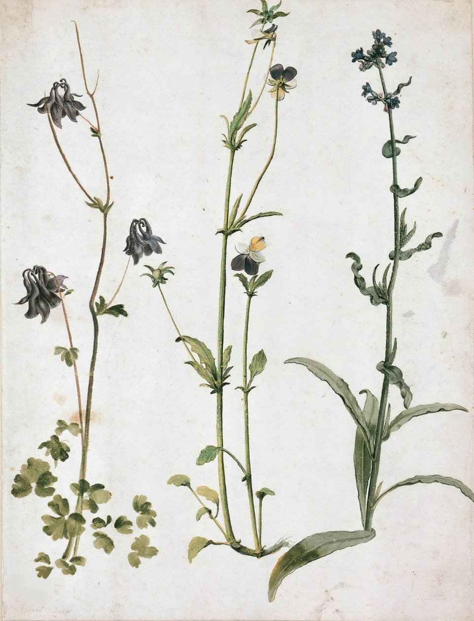 Akeleier, stemorsblomster og oksetunge, første kvartal av 1500-tallet. av Albrecht Dürer