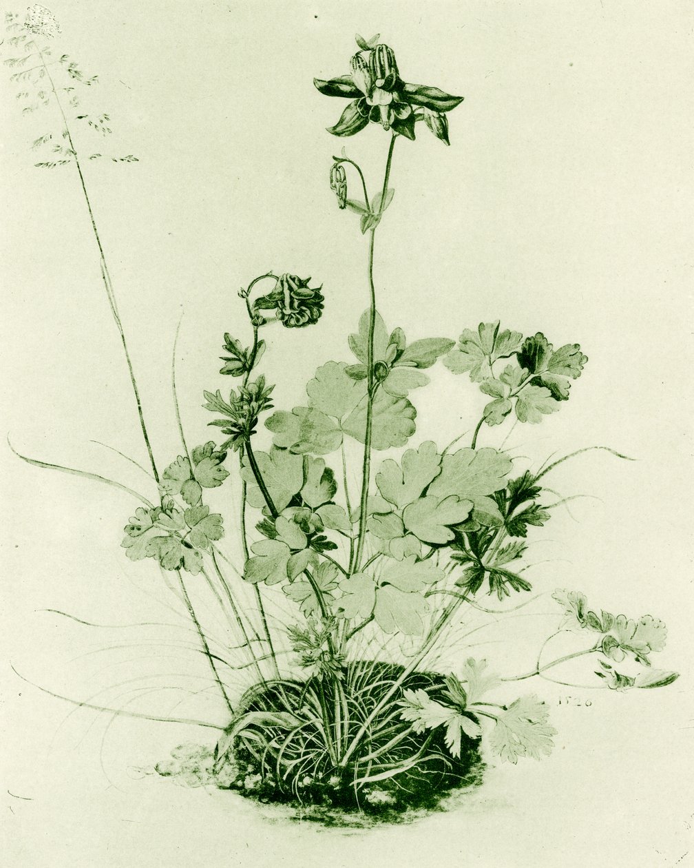 Akeleie av Albrecht Dürer