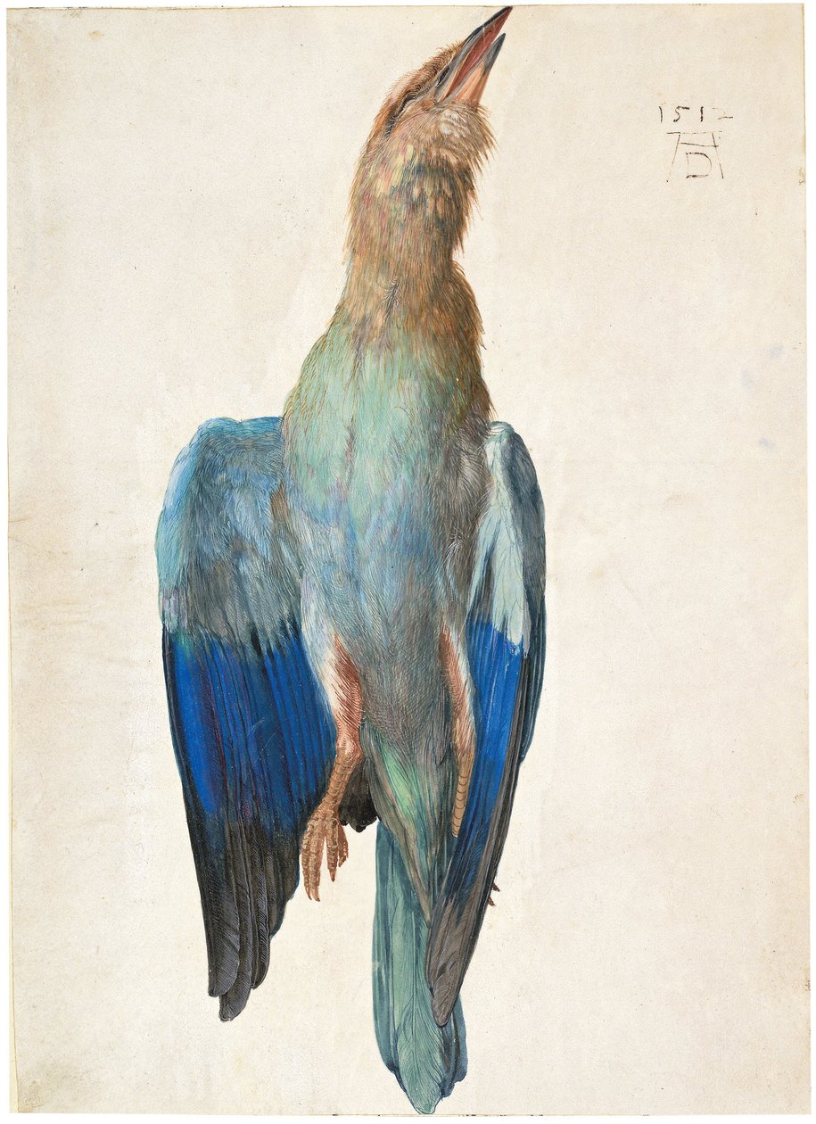 Dead Blue Roller, 1500 eller 1512 av Albrecht Dürer