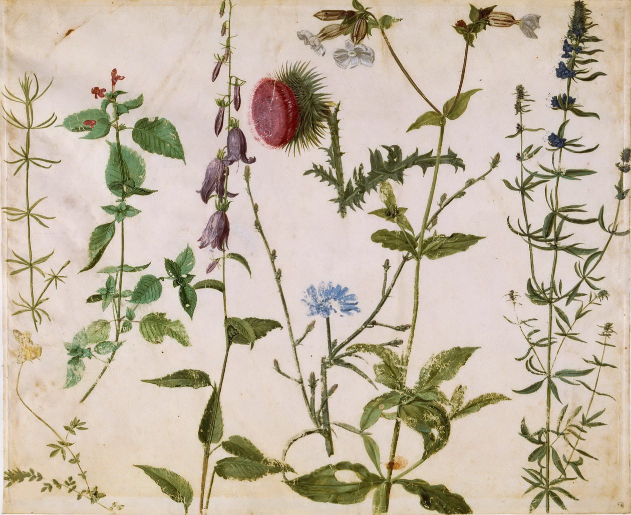 Åtte studier av ville blomster, ca 1515-1520. av Albrecht Dürer