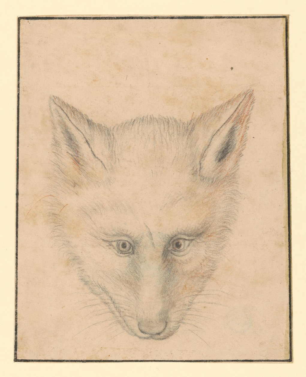Revhode, sett forfra av Albrecht Dürer