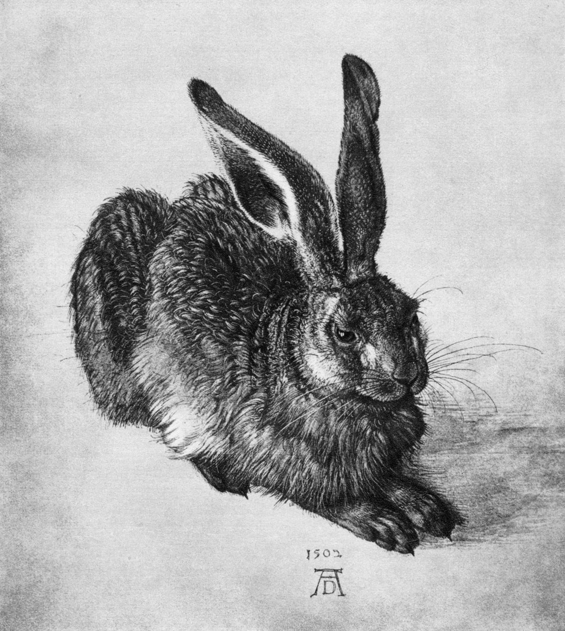 Hare, 1502, 1936 av Albrecht Dürer