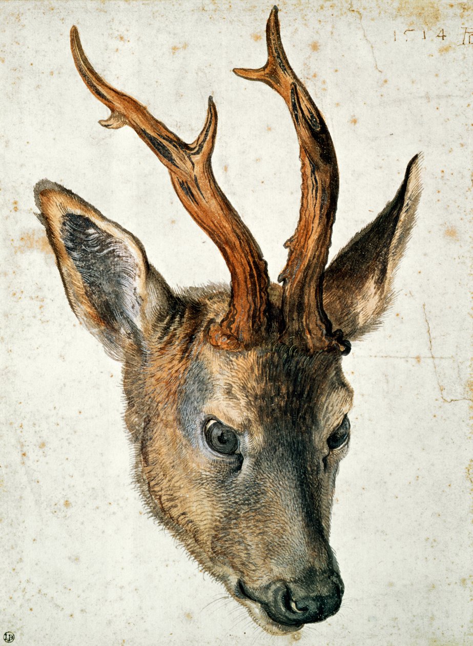 Hode av et rådyr (penn og blekk og wc på papir) av Albrecht Dürer