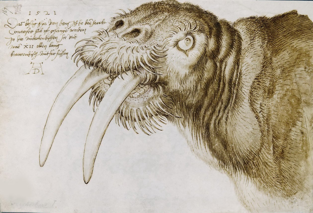 Leder for en hvalross, 1521. av Albrecht Dürer