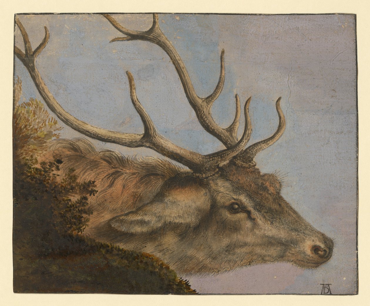 Hjortehode av Albrecht Dürer