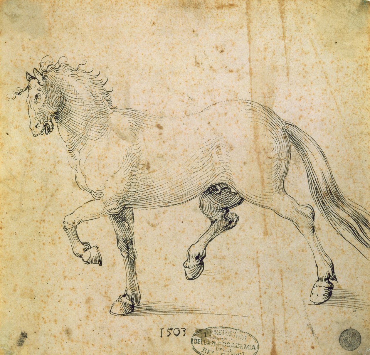 Hest, 1503 (penn og blekk på papir) av Albrecht Dürer