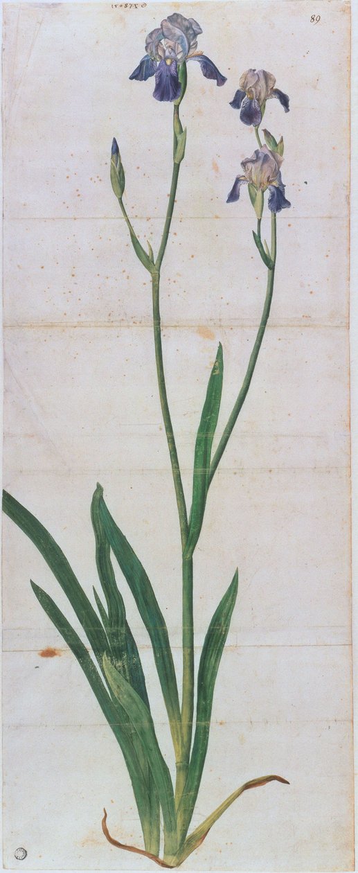 Iris germanica, ca 1503. norvegian av Albrecht Dürer