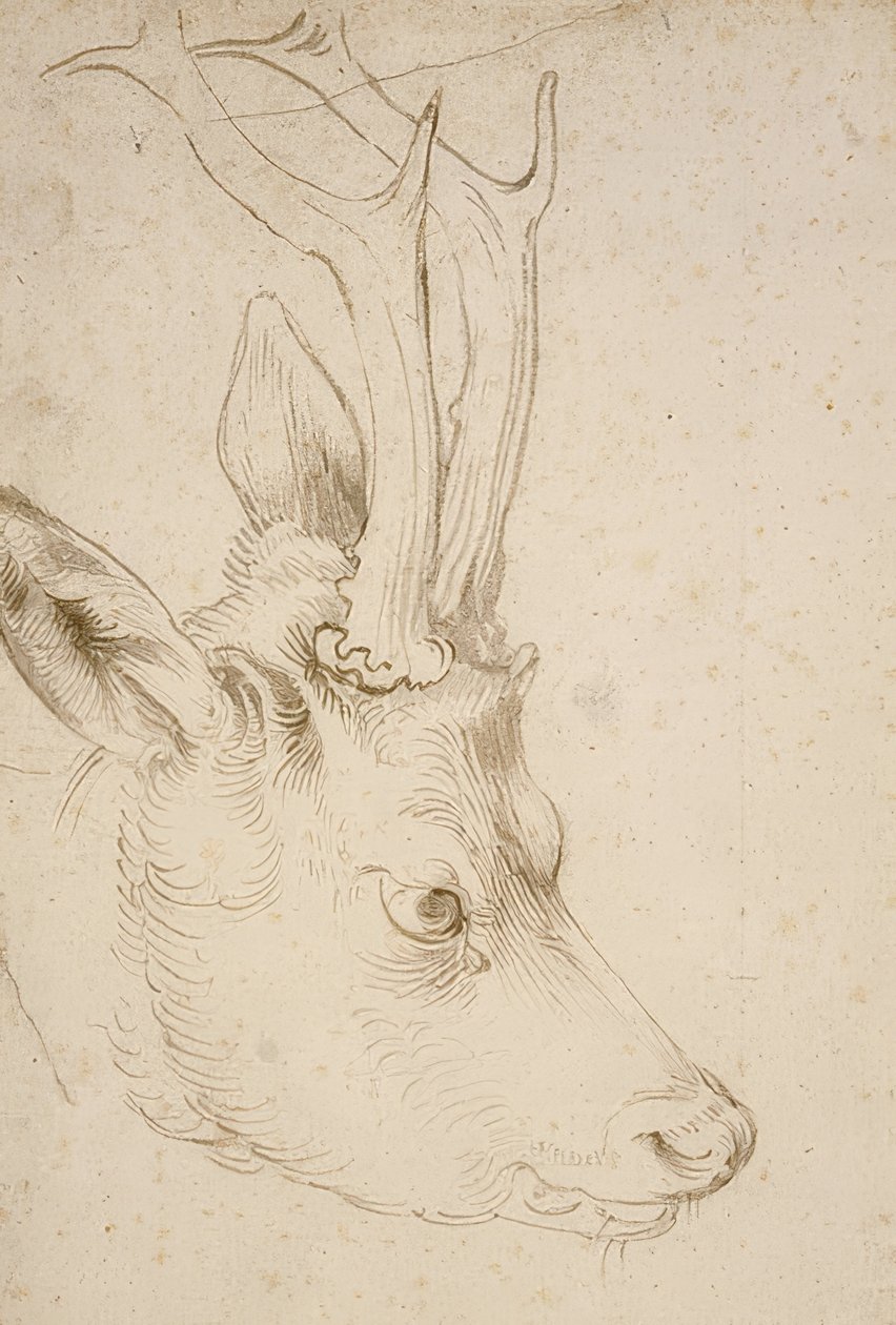 Hodet til en rognbukk. Rundt 1503 av Albrecht Dürer