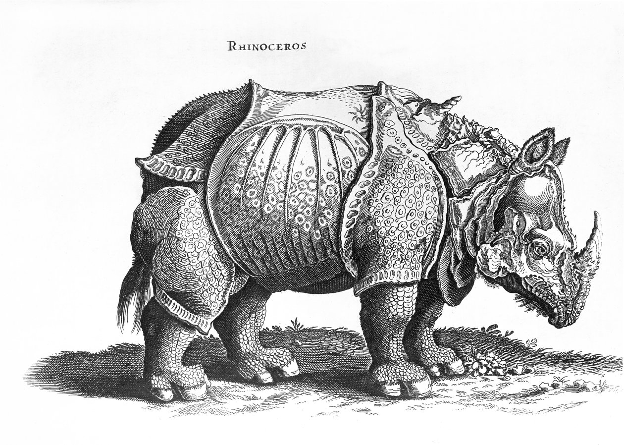 Rhinoceros, nr.76 fra 