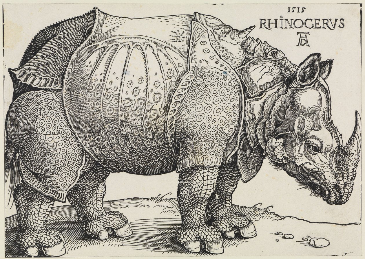 Rhinocerus (Neshornet) av Albrecht Dürer