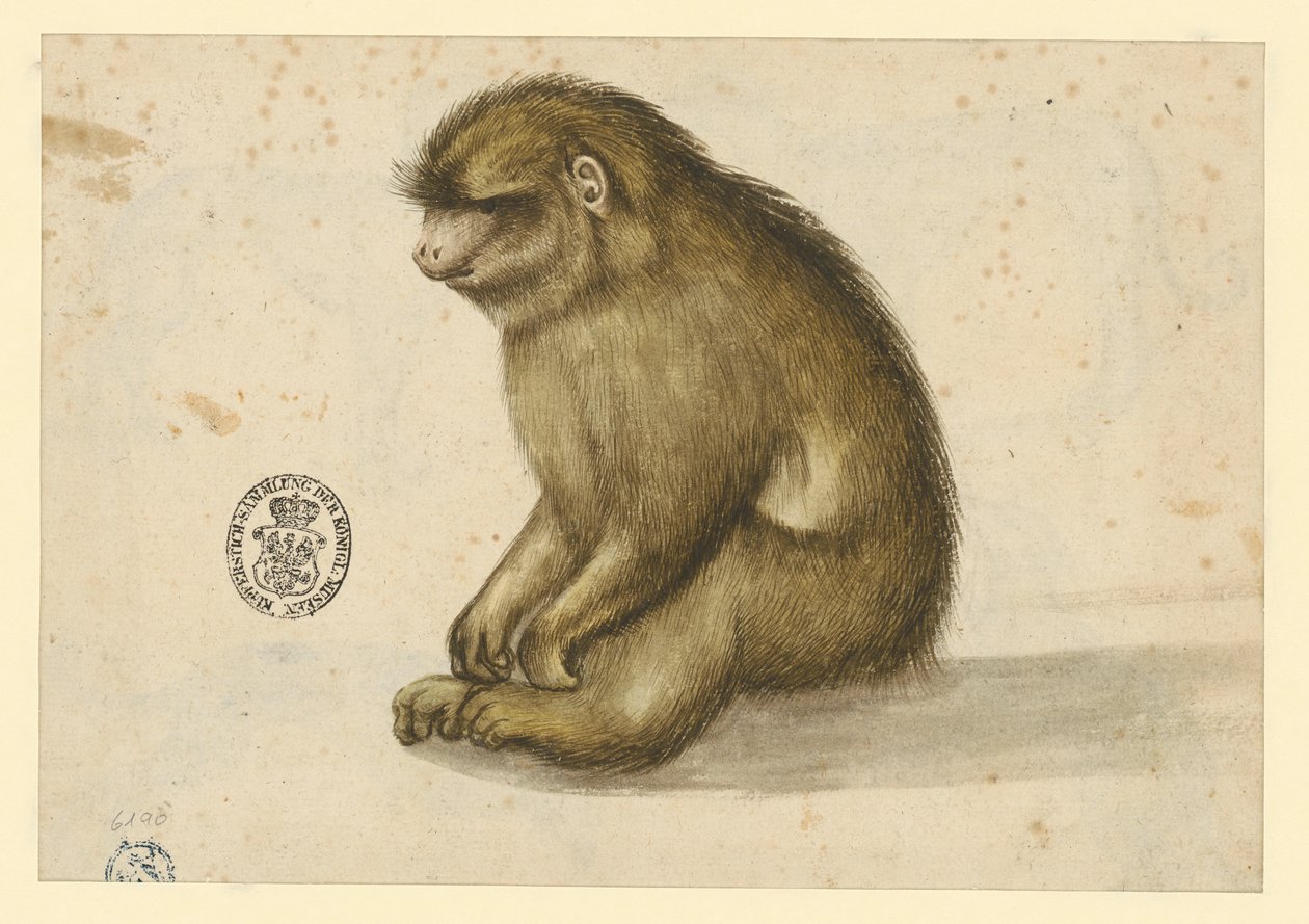 Sittende ape av Albrecht Dürer