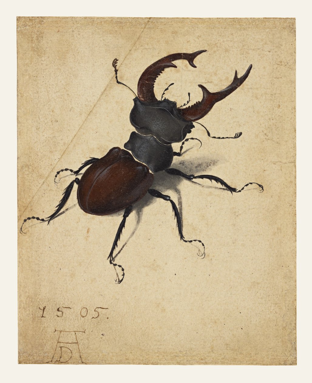 Hjortebille av Albrecht Dürer