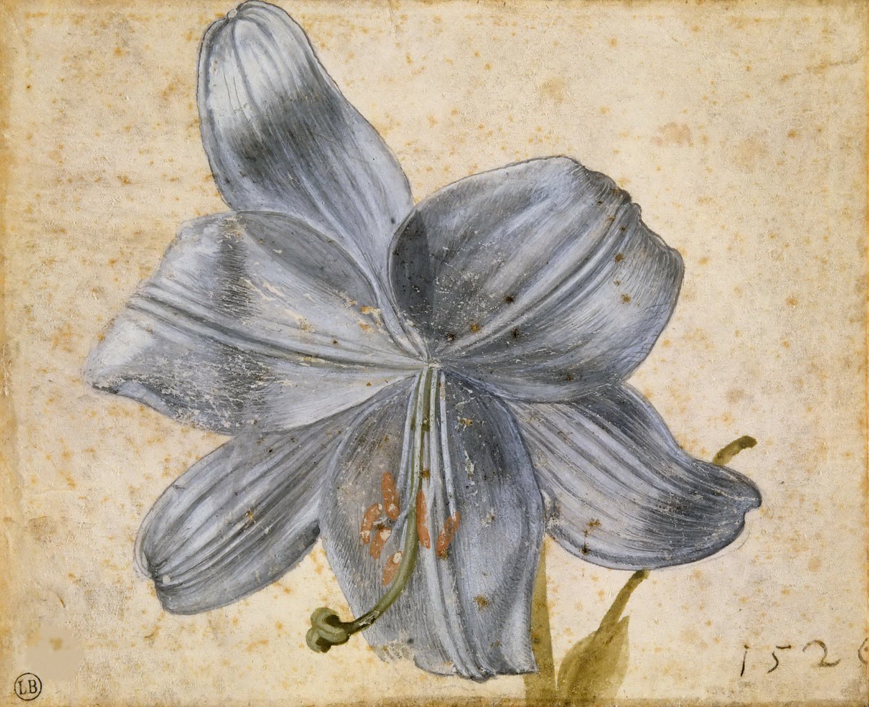 Studie av en lilje, 1526. av Albrecht Dürer