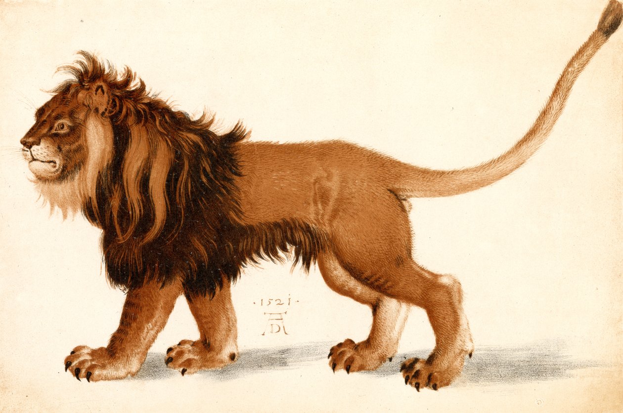 Studie av en løve av Albrecht Dürer
