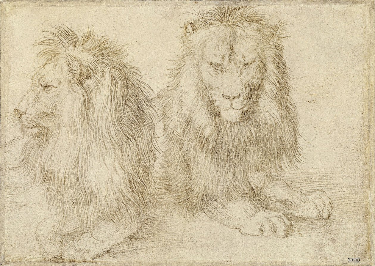 To sittende løver, 1521 av Albrecht Dürer