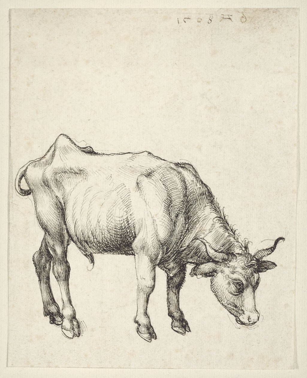 Ung okse av Albrecht Dürer