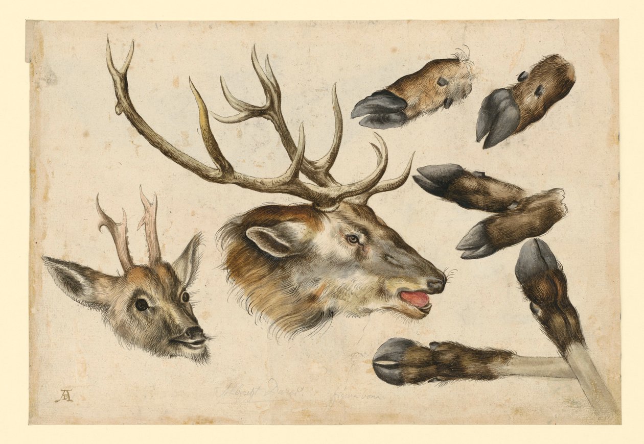To hjortehoder, vendt mot høyre, og 6 gevirer av Albrecht Dürer