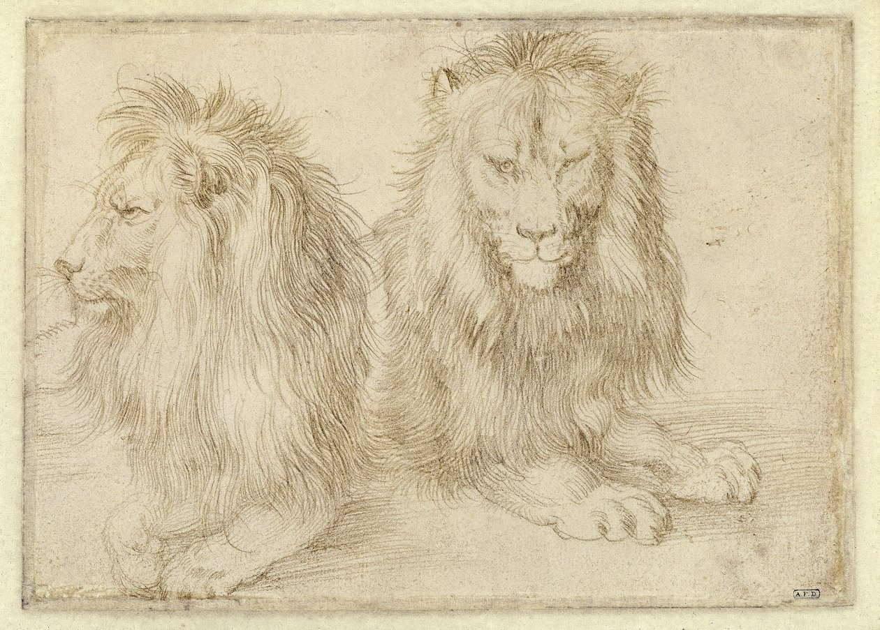 To liggende løver av Albrecht Dürer
