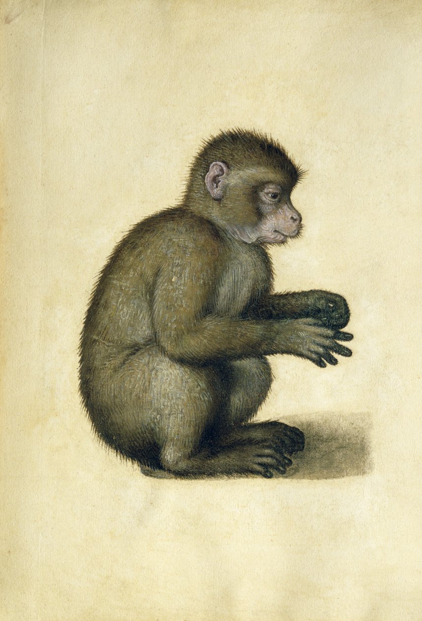 A Monkey (akvarell og gouache på papir) av Albrecht Dürer