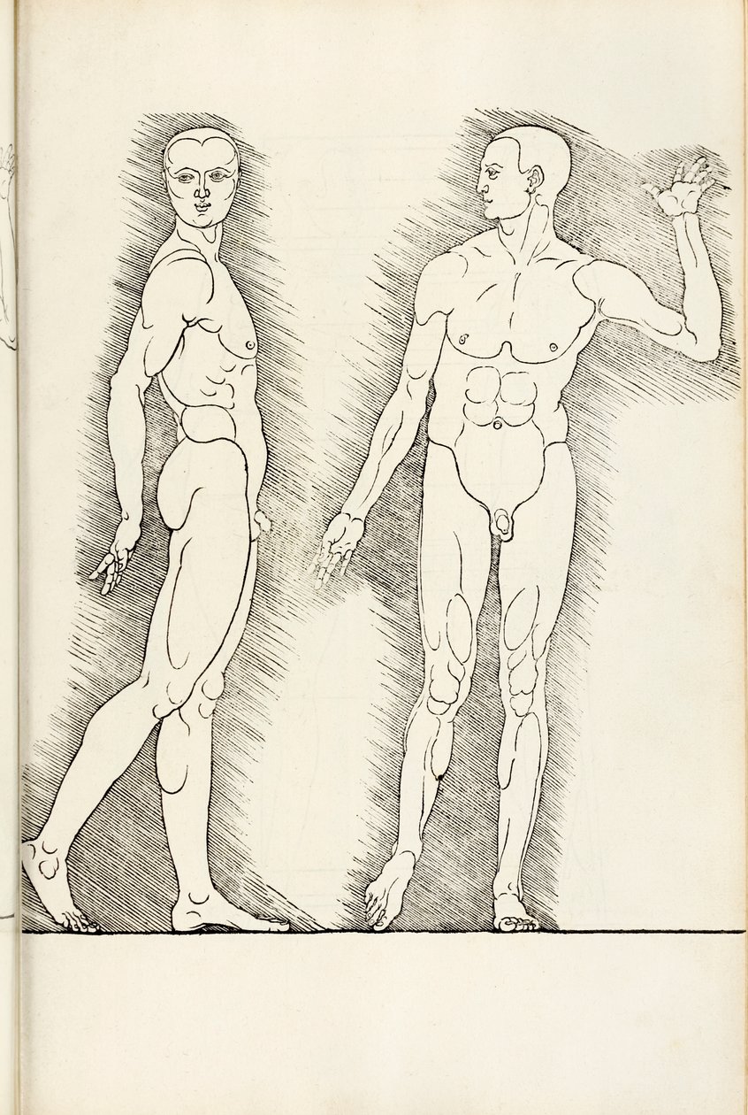 Anatomisk tresnitt fra Herein er forstått fire bøker av menneskelig proporsjon, 1528 av Albrecht Dürer