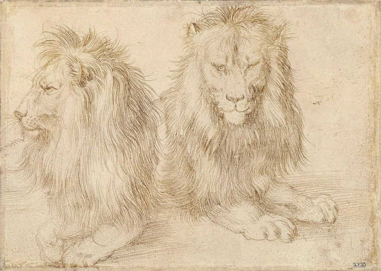 To sittende løver - Tegning av Albrecht Durer (1471-1528) av Albrecht Dürer