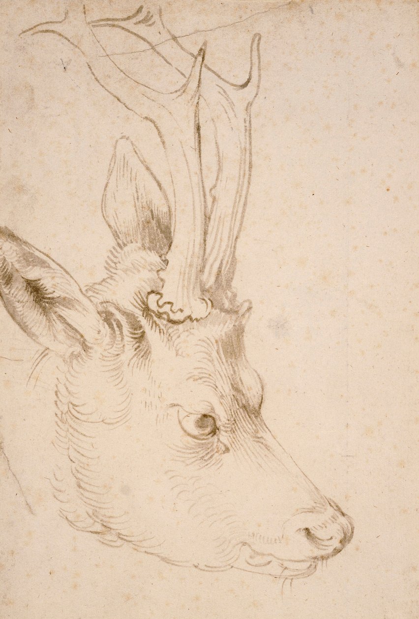 Tete de chevreuil hann - Dessin de Albrecht Durer (1471-1528), vers 1503 - Head of a Roebuck - Penn og pensel, grått og brunt blekk på papir av Albrecht Durer (1471-1528), ca1503 - 22,8x15,3 cm - Nelson-Atkins Museum of Art, Kansas City, Missouri av Albrecht Dürer