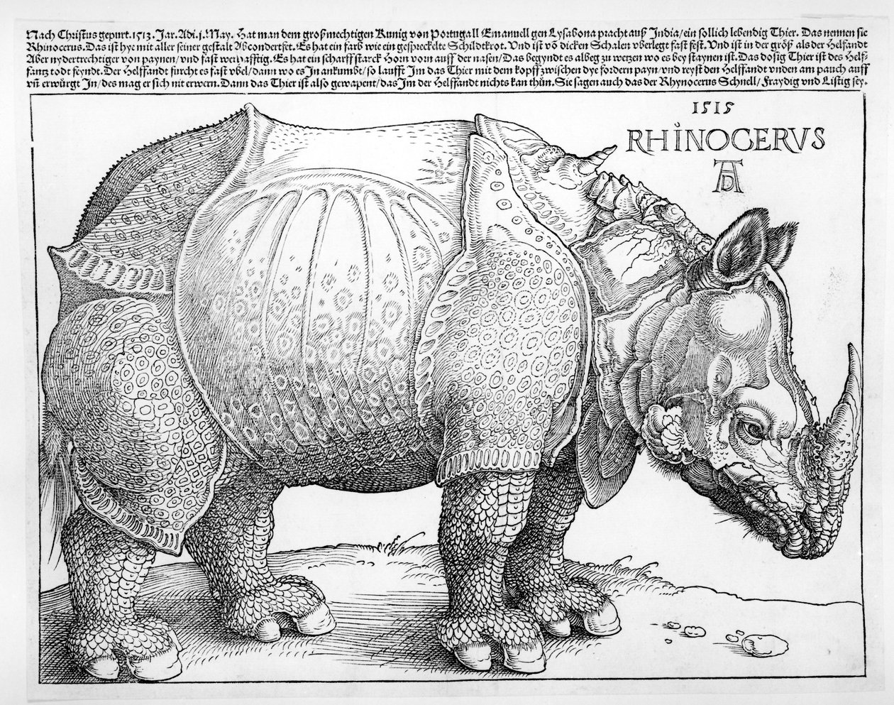 Neshornet, 1515 av Albrecht Dürer