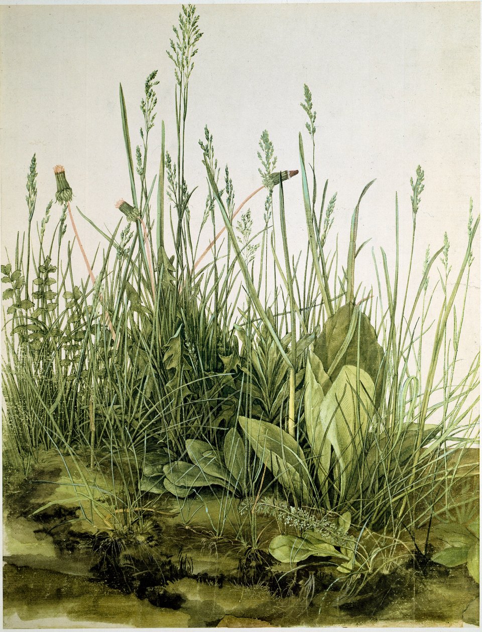 Skitten med ville urter Akvarell av Albrecht Durer (1471-1528) 1503 Dim. 41x31,5 cm Grafikk Sammlung Albertina av Albrecht Dürer