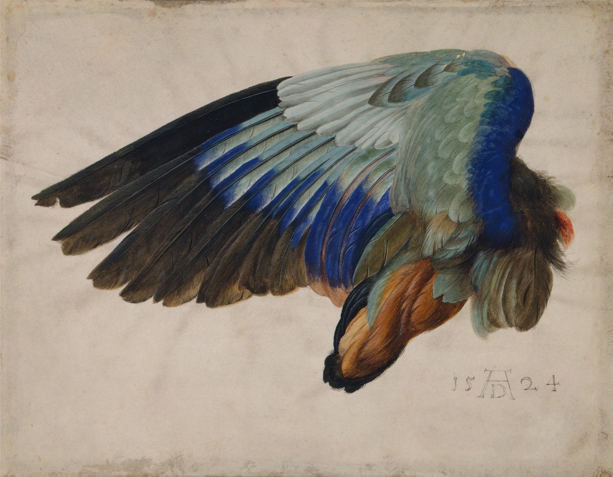 Vinge til en europeisk rulle av Albrecht Dürer